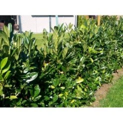 Kirsebærlaurbær 'Genolia' Prunus Laurocerasus 'Genolia' Med Klump,- 150-175 Cm.