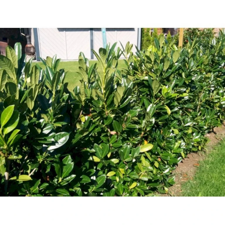 Kirsebærlaurbær 'Genolia' Prunus Laurocerasus 'Genolia' Med Klump, 60-80 Cm. 3 Kirsebærlaurbær 'Genolia' Prunus Laurocerasus 'Genolia' Med Klump, 60-80 Cm.
