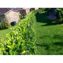 Kirsebærlaurbær 'Genolia' Prunus Laurocerasus 'Genolia' Med Klump,- 125-150 Cm. -Montoz Butik mi2852 prunus laurocerasus mano 9f97 7