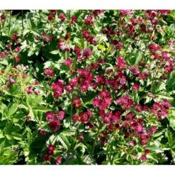 Stjerneskærm 'Claret' Astrantia Major 'Claret' 1 Liter Potte -Montoz Butik mi285 astrantia major claret 0bed