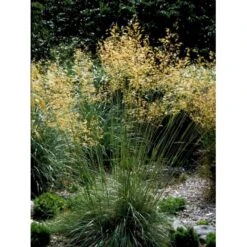 Kæmpefjergræs Stipa Gigantea Potte 2 Liter. 15 Kæmpefjergræs Stipa Gigantea Potte 2 Liter. -Montoz Butik mi2869 stipa gigantea 2a01
