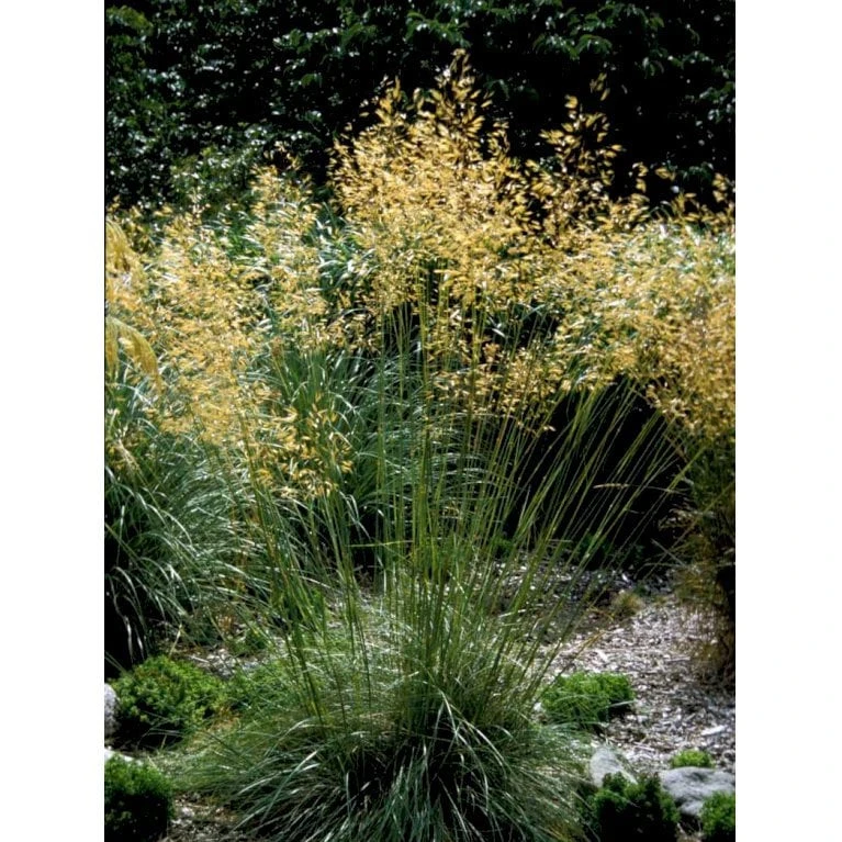Kæmpefjergræs Stipa Gigantea Potte 2 Liter. 9 Kæmpefjergræs Stipa Gigantea Potte 2 Liter. - Billede 7