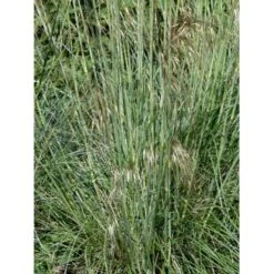 Kæmpefjergræs Stipa Gigantea Potte 2 Liter. 14 Kæmpefjergræs Stipa Gigantea Potte 2 Liter. -Montoz Butik mi2869 stipa gigantea 5685