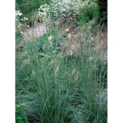 Kæmpefjergræs Stipa Gigantea Potte 2 Liter. 12 Kæmpefjergræs Stipa Gigantea Potte 2 Liter. -Montoz Butik mi2869 stipa gigantea 6069