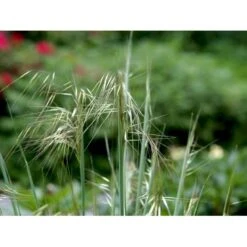 Kæmpefjergræs Stipa Gigantea Potte 2 Liter. 13 Kæmpefjergræs Stipa Gigantea Potte 2 Liter. -Montoz Butik mi2869 stipa gigantea 707a