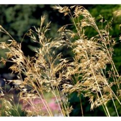Kæmpefjergræs Stipa Gigantea Potte 2 Liter. 11 Kæmpefjergræs Stipa Gigantea Potte 2 Liter. -Montoz Butik mi2869 stipa gigantea d671