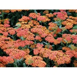 Røllike 'Walter Funke' Achillea Millefolium 'Walter Funke' 1 Liter Potte -Montoz Butik mi2873 achillea walter funke 063d