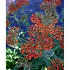 Røllike 'Walter Funke' Achillea Millefolium 'Walter Funke' 1 Liter Potte -Montoz Butik mi2873 achillea walter funke 1070