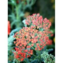 Røllike 'Walter Funke' Achillea Millefolium 'Walter Funke' 1 Liter Potte -Montoz Butik mi2873 achillea walter funke ed6b