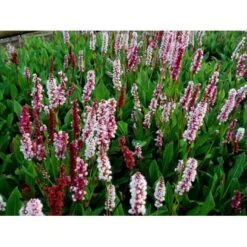 Tæppepileurt 'Darjeeling Red' Persicaria Affinis 'Darjeeling Red' 10 Cm. Potte -Montoz Butik mi2875 persicaria affinis darjeeling red 28da