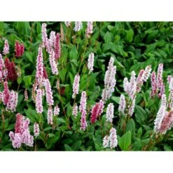 Tæppepileurt 'Darjeeling Red' Persicaria Affinis 'Darjeeling Red' 10 Cm. Potte -Montoz Butik mi2875 persicaria affinis darjeeling red 57a2