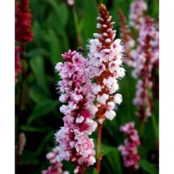 Tæppepileurt 'Darjeeling Red' Persicaria Affinis 'Darjeeling Red' 10 Cm. Potte -Montoz Butik mi2875 persicaria affinis darjeeling red 5b73