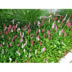 Tæppepileurt 'Darjeeling Red' Persicaria Affinis 'Darjeeling Red' 10 Cm. Potte -Montoz Butik mi2875 persicaria affinis darjeeling red b9fc