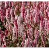 Tæppepileurt 'Darjeeling Red' Persicaria Affinis 'Darjeeling Red' 10 Cm. Potte -Montoz Butik mi2875 persicaria affinis darjeeling red f29d