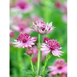Stjerneskærm 'Roma' Astrantia Major 'Roma' 1 Liter Potte 7 Stjerneskærm 'Roma' Astrantia Major 'Roma' 1 Liter Potte -Montoz Butik mi287 astrantia major roma 6f89