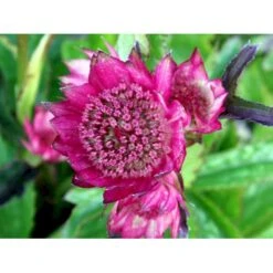 Stjerneskærm 'Rosensinfonie' Astrantia Major 'Rosensinfonie' 1 Liter Potte -Montoz Butik mi288 astrantia major rosensinfonie 6330