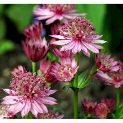 Stjerneskærm 'Rosensinfonie' Astrantia Major 'Rosensinfonie' 1 Liter Potte