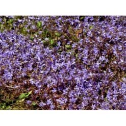 Stjerneklokke 'Stella' Campanula Poscharskyana 'Stella' 10 Cm. Potte -Montoz Butik mi2980 campanula poscharskyana stella d7c6