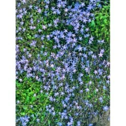 Stjerneklokke 'Stella' Campanula Poscharskyana 'Stella' 10 Cm. Potte -Montoz Butik mi2980 campanula poscharskyana stella ffee