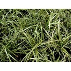 Star 'Evergold' Carex Oshimensis 'Evergold' Potte 2 Liter. -Montoz Butik mi2991 carex oshimensis evergold 3782