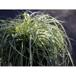 Star 'Evergold' Carex Oshimensis 'Evergold' Potte 2 Liter. -Montoz Butik mi2991 carex oshimensis evergold f375