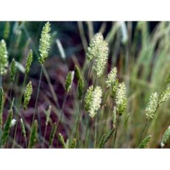 Klitkambunke Koeleria Glauca Potte 2,0 Liter,- 25-30 Cm. -Montoz Butik mi2993 koeleria glauca 4413