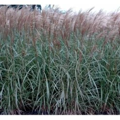 Lav Elefantgræs 'Dronning Ingrid' Miscanthus Sinensis 'Dronning Ingrid' 3,0 Liter Potte -Montoz Butik mi3000 miscanthus sinensis dronning ingrid 0270