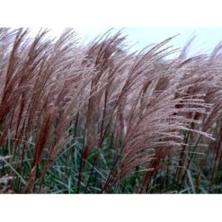 Lav Elefantgræs 'Dronning Ingrid' Miscanthus Sinensis 'Dronning Ingrid' 3,0 Liter Potte -Montoz Butik mi3000 miscanthus sinensis dronning ingrid ab64