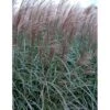 Lav Elefantgræs 'Dronning Ingrid' Miscanthus Sinensis 'Dronning Ingrid' 3,0 Liter Potte -Montoz Butik mi3000 miscanthus sinensis dronning ingrid cd5a