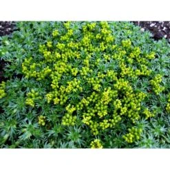 Gummipude 'Elliotts Varietet' Azorella Trifurcata 'Elliotts Varietet' 10 Cm. Potte -Montoz Butik mi306 azorella trifurcata elliotts varietet bda5