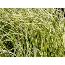 Rørhvene 'Overdam' Calamagrostis Acutiflora 'Overdam' 1 Liter Potte -Montoz Butik mi3089 calamagrostis acutiflora overdam 0563