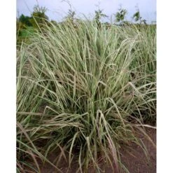 Rørhvene 'Overdam' Calamagrostis Acutiflora 'Overdam' 1 Liter Potte -Montoz Butik mi3089 calamagrostis acutiflora overdam 3b96