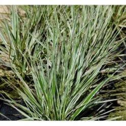 Rørhvene 'Overdam' Calamagrostis Acutiflora 'Overdam' 1 Liter Potte -Montoz Butik mi3089 calamagrostis acutiflora overdam 864b