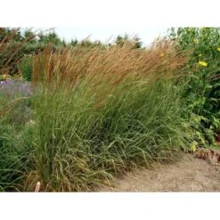 Rørhvene 'Overdam' Calamagrostis Acutiflora 'Overdam' 1 Liter Potte -Montoz Butik mi3089 calamagrostis acutiflora overdam 8b20