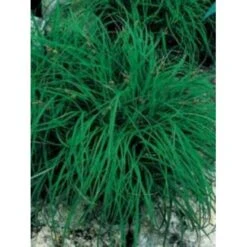 Star 'The Beatles' Carex Ornithopoda 'The Beatles' 1 Liter Potte -Montoz Butik mi3090 carex caryophyllea the beatles 0c8a