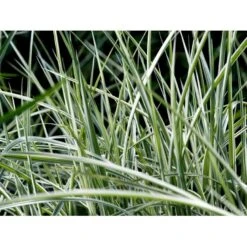 Stribet Elefantgræs 'Variegatus' Miscanthus Sinensis 'Variegatus' 3,0 Liter Potte 11 Stribet Elefantgræs 'Variegatus' Miscanthus Sinensis 'Variegatus' 3,0 Liter Potte -Montoz Butik mi3092 miscanthus sinensis variegatus c988