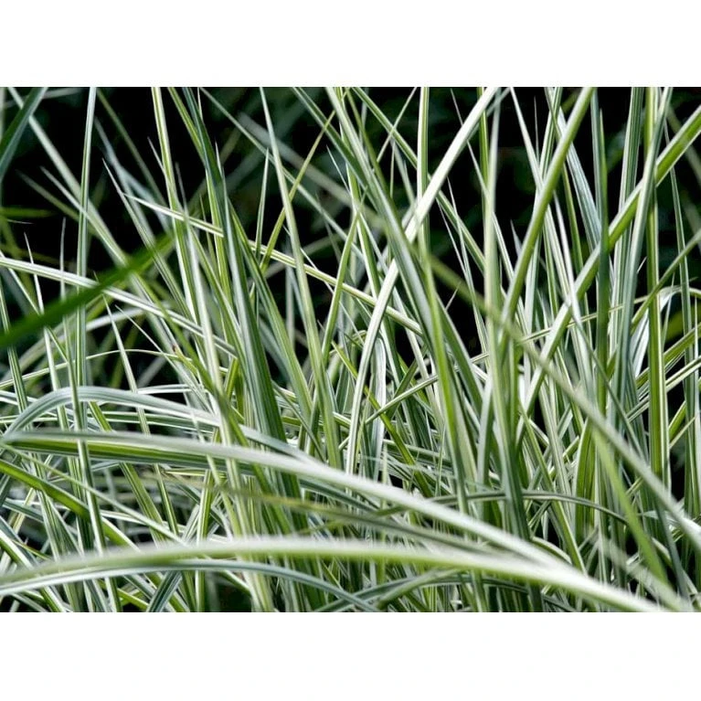 Stribet Elefantgræs 'Variegatus' Miscanthus Sinensis 'Variegatus' 3,0 Liter Potte 7 Stribet Elefantgræs 'Variegatus' Miscanthus Sinensis 'Variegatus' 3,0 Liter Potte - Billede 5