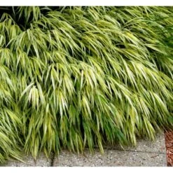 Japansk Skovgræs 'Aureola' Hakonechloa Macra 'Aureola' 1 Liter Potte -Montoz Butik mi3094 hakonechloa macra aureola 5da8