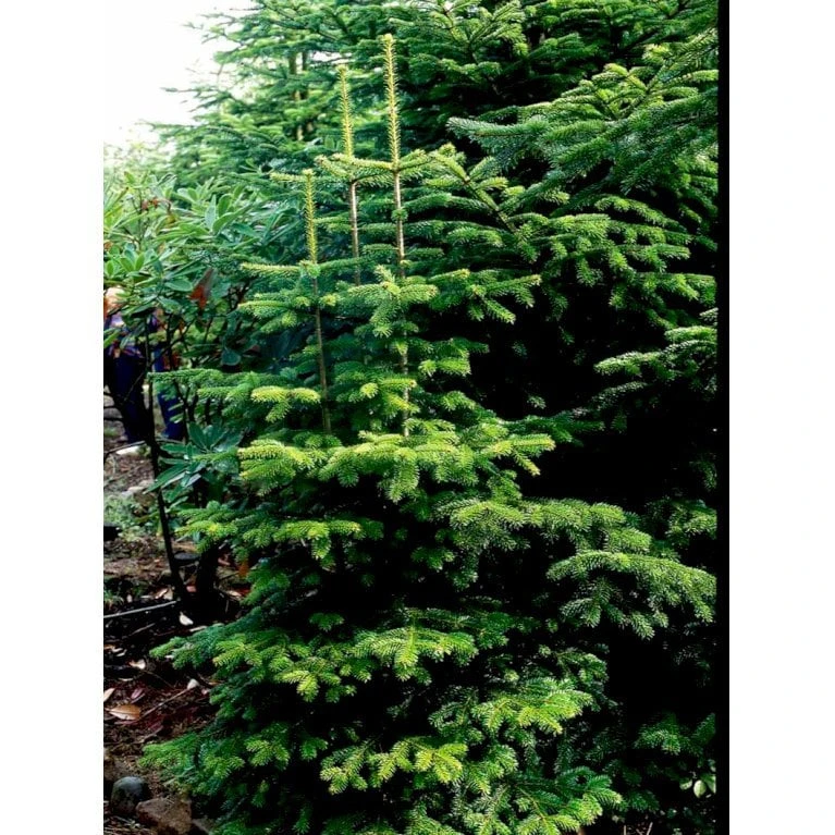 Nordmannsgran Abies Nordmanniana Potte 7,5 Liter 60-80 Cm. 4 Nordmannsgran Abies Nordmanniana Potte 7,5 Liter 60-80 Cm. - Billede 2