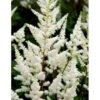 Astilbe 'Diamant' Astilbe Arendsii 'Diamant' 1 Liter Potte -Montoz Butik mi3103 astilbe diamant 1dd0
