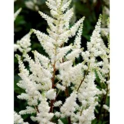 Astilbe 'Diamant' Astilbe Arendsii 'Diamant' 1 Liter Potte
