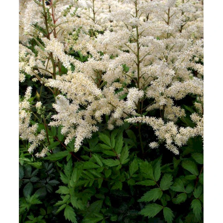 Astilbe 'Diamant' Astilbe Arendsii 'Diamant' 1 Liter Potte 5 Astilbe 'Diamant' Astilbe Arendsii 'Diamant' 1 Liter Potte - Billede 3