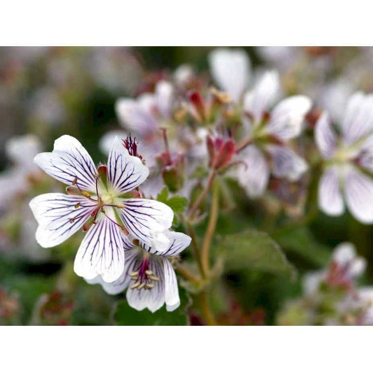 Storkenæb Renardii Geranium Renardii 1 Liter Potte 7 Storkenæb Renardii Geranium Renardii 1 Liter Potte - Billede 5