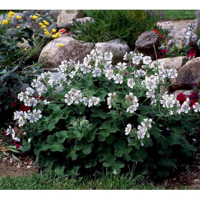 Storkenæb Renardii Geranium Renardii 1 Liter Potte 9 Storkenæb Renardii Geranium Renardii 1 Liter Potte - Billede 7