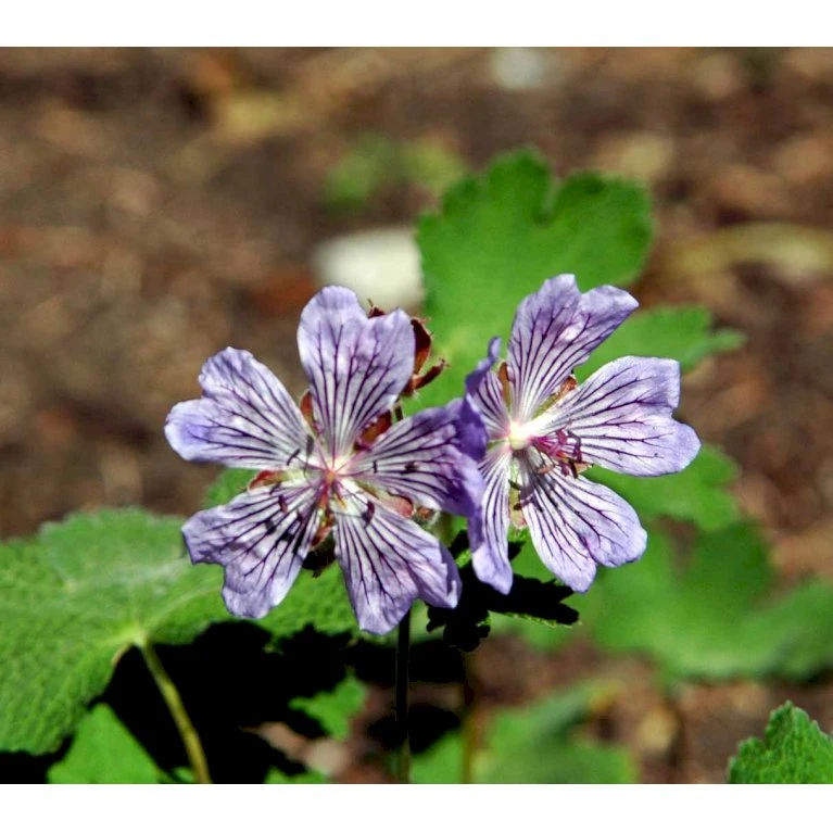 Storkenæb Renardii Geranium Renardii 1 Liter Potte 3 Storkenæb Renardii Geranium Renardii 1 Liter Potte