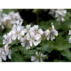 Storkenæb Renardii Geranium Renardii 1 Liter Potte 14 Storkenæb Renardii Geranium Renardii 1 Liter Potte -Montoz Butik mi3104 geranium renardii 6de9