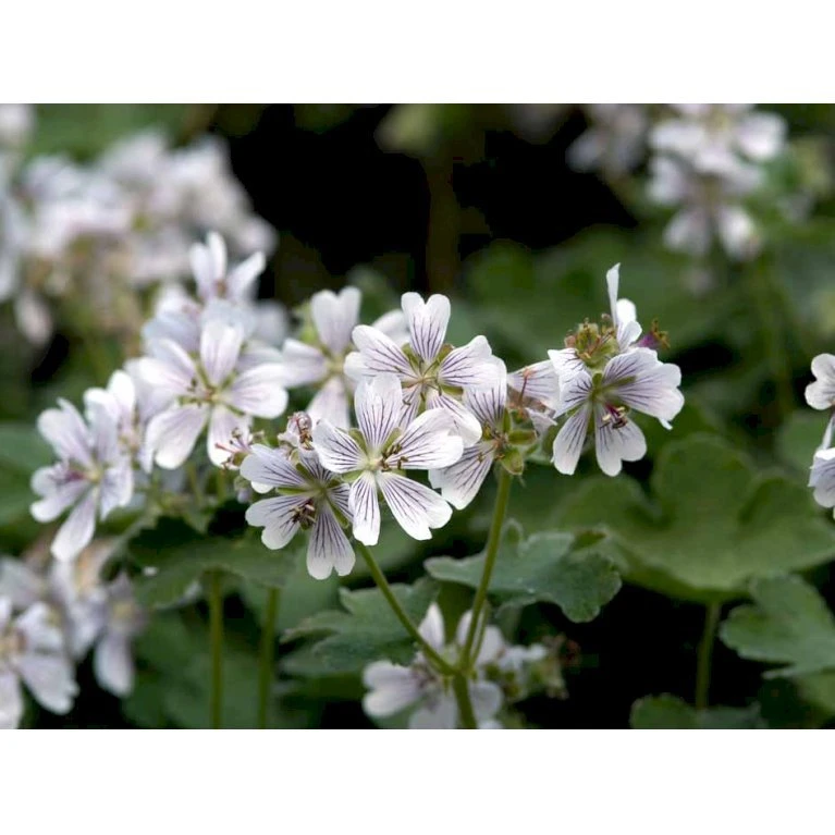 Storkenæb Renardii Geranium Renardii 1 Liter Potte 8 Storkenæb Renardii Geranium Renardii 1 Liter Potte - Billede 6
