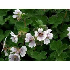 Storkenæb Renardii Geranium Renardii 1 Liter Potte 12 Storkenæb Renardii Geranium Renardii 1 Liter Potte -Montoz Butik mi3104 geranium renardii fb43
