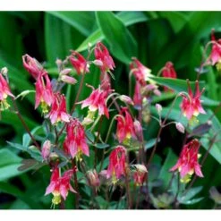 Akeleje 'Little Lanterns' Aquilegia Canadensis 'Little Lanterns' 1 Liter Potte -Montoz Butik mi3111 aquilegia canadensis little lanterns 4d6e