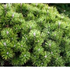 Bjergfyr 'Mops' Pinus Mugo 'Mops'(dværgform) Potte 5,0 Liter,- 25-30 Cm. 10 Bjergfyr 'Mops' Pinus Mugo 'Mops'(dværgform) Potte 5,0 Liter,- 25-30 Cm. -Montoz Butik mi3115 pinus mugo mops 09e8